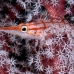 hawkfish_longnose_nw_h_0030_pal0036.jpg